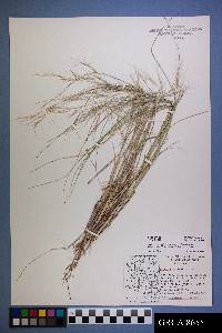 Aristida purpurea var. longiseta image